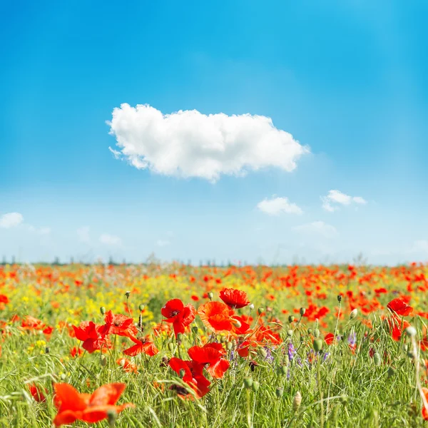 Kırmızı çiçek haşhaş alanı ve mavi gökyüzünde bulut — Stok fotoğraf