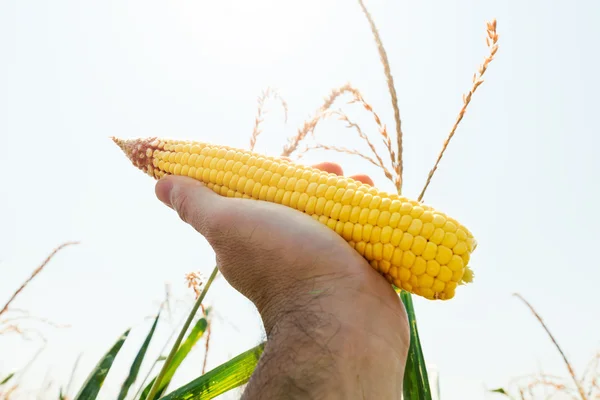 Golden maize in hand over field sun above - Stock-foto