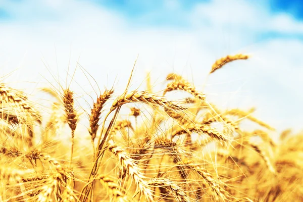 Gouden tarwe op veld. klaar voor oogst — Stockfoto