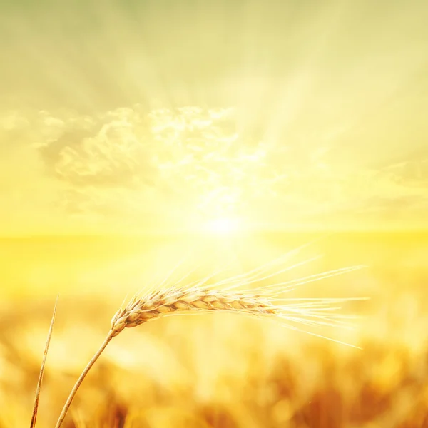 Sunset over harvest field — Stock Photo, Image