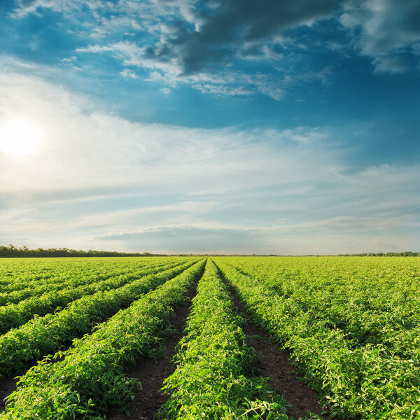 deep blue sky on sunset and field with green tomatoes