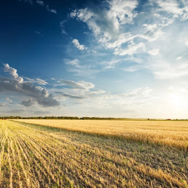 Campo com trigo dourado na colheita no pôr do sol — Fotografia de Stock