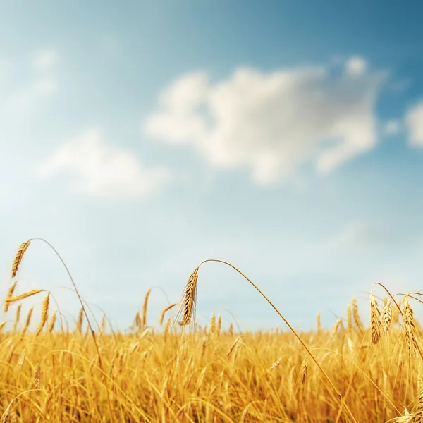 Ripe barley closeup on field under clouds — Stock Photo, Image