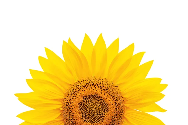 Желтый цветок подсолнечника на белом фоне — стоковое фото