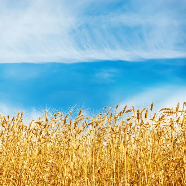 Golden harvest on field and white clouds in blue sky over it — Stock Photo, Image