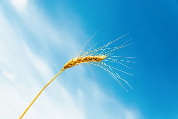 Ripe wheat ears and blue sky against — Stock Photo, Image