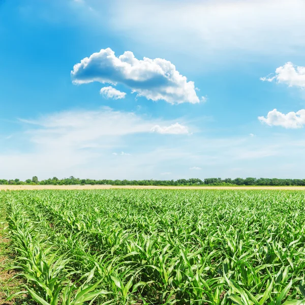 Gebied van de landbouw met maïs en blauwe lucht overheen — Stockfoto