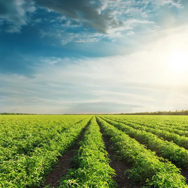 Campo agrícola con tomates verdes y puesta de sol en las nubes — Foto de Stock