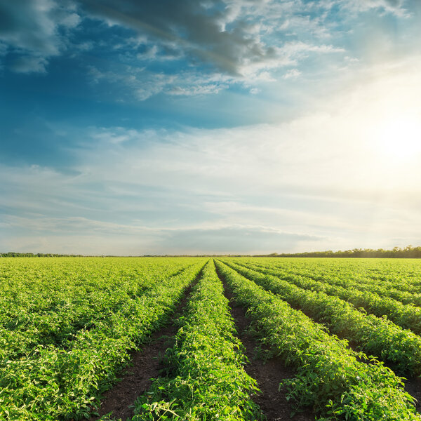 agricultural field with green tomatoes and sunset in clouds