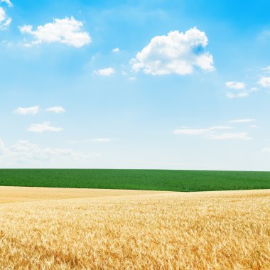 Altın hasat ve yeşil alanlar'ın altında mavi bulutlu gökyüzü