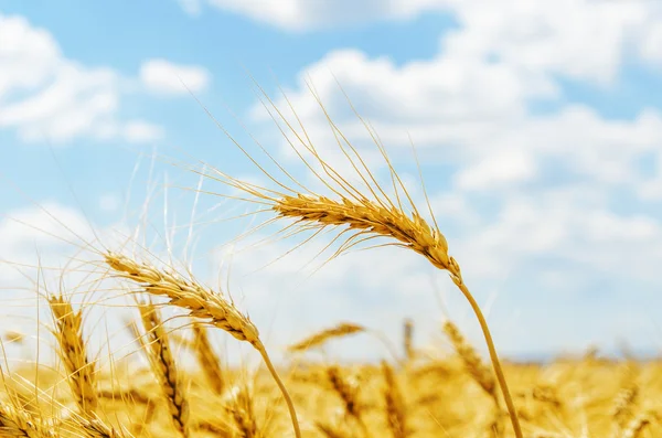 Cosecha de oro en campo. enfoque suave — Foto de Stock