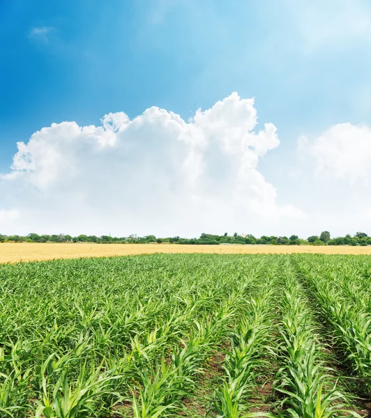 Landbouwgroen veld en wolken in de blauwe lucht eroverheen — Stockfoto