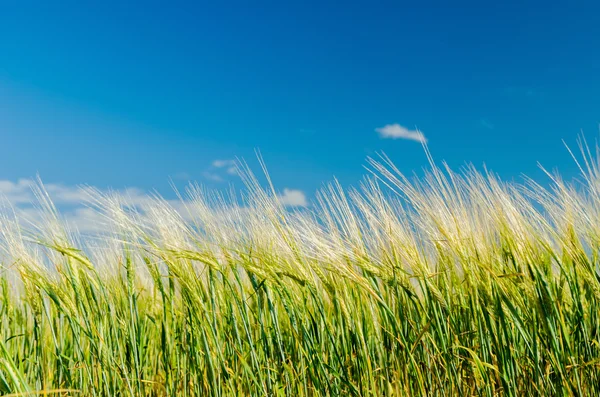 Campo verde agrarie sotto il cielo blu profondo — Foto Stock