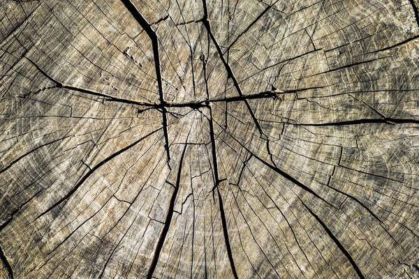 Textura de madeira de tronco de árvore cortada, close-up — Fotografia de Stock