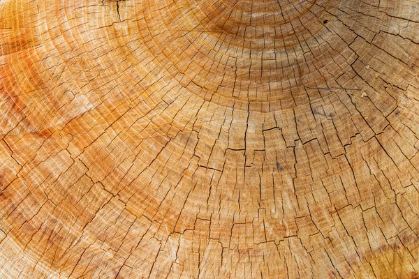 Cutting log closeup — Stock Photo, Image