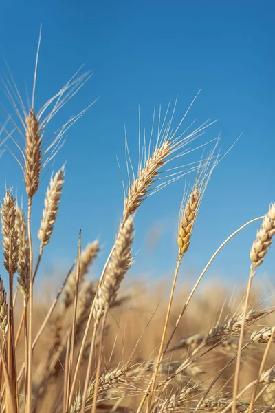 Золотой Урожай Поле Спелую Желтую Пшеницу Голубое Небо Над Ней — стоковое фото