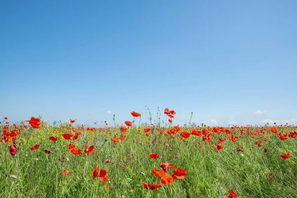 Campo Primavera Verde Con Amapolas Rojas Cielo Azul Sobre — Foto de Stock