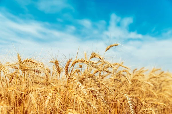 Gult Jordbruk Fält Med Moget Vete Och Blå Himmel Med — Stockfoto