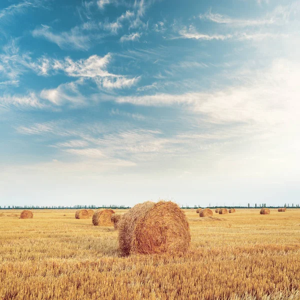 Stro Van Gouden Kleur Rollen Het Veld Oogst Blauwe Lucht — Stockfoto