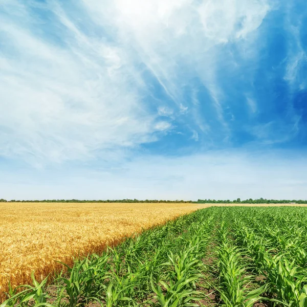 Groene Gele Landbouwvelden Met Maïs Tarwe Blauwe Lucht Met Wolken — Stockfoto