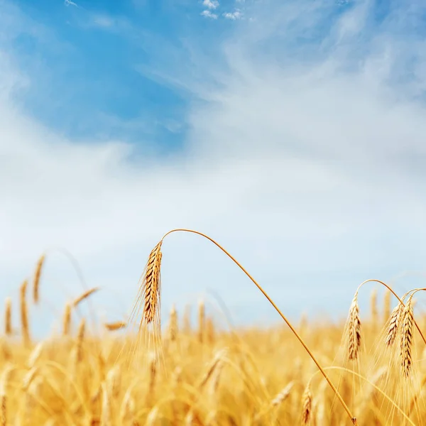 Segale Colore Dorato Sul Campo Cielo Blu Con Nuvole Basse — Foto Stock