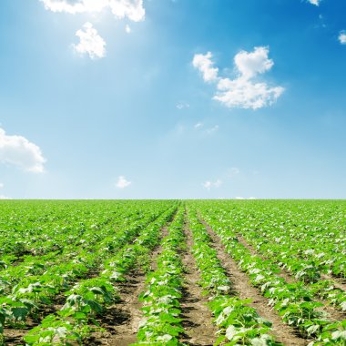 Yeşil ayçiçeği ve mavi gökyüzü