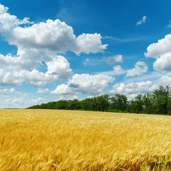 Golden harvest och moln på blå himmel — Stockfoto