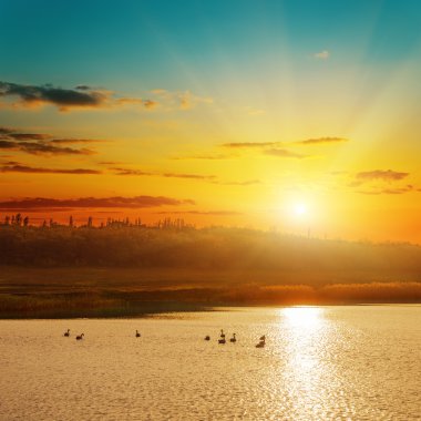 kuğular gölet üzerinde güzel günbatımı