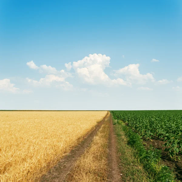 Piszkos út-a mezőgazdasági területek és az ég, a felhők — Stock Fotó