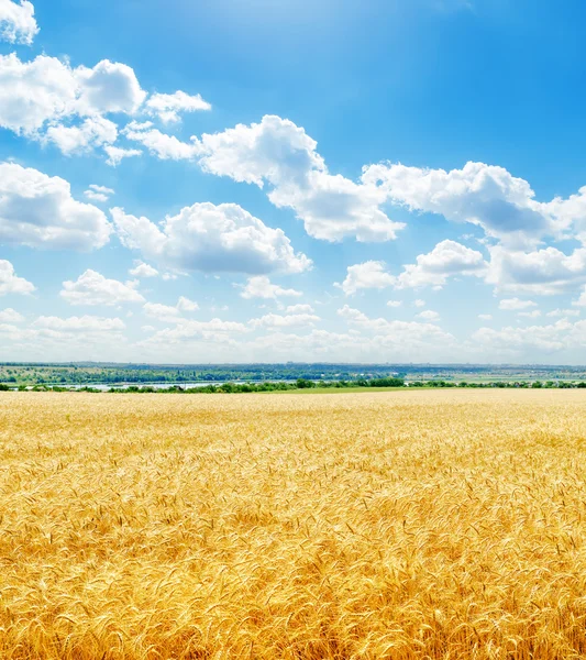 Campo de cor dourada com trigo e nuvens baixas em céu azul — Fotografia de Stock