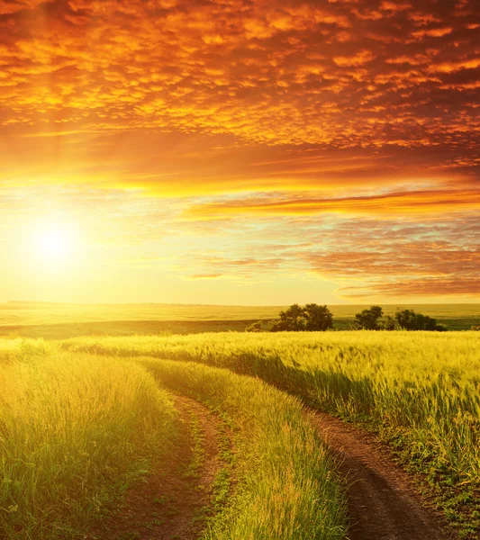 Röd solnedgång och road i grönt fält — Stockfoto
