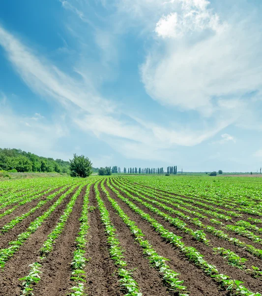 Campo con girasoli verdi e cielo nuvoloso — Foto Stock