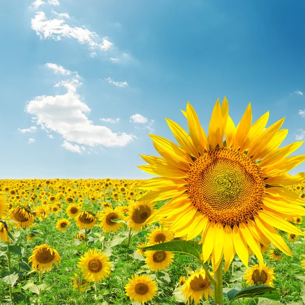 Girasol primer plano en el campo bajo el cielo azul —  Fotos de Stock