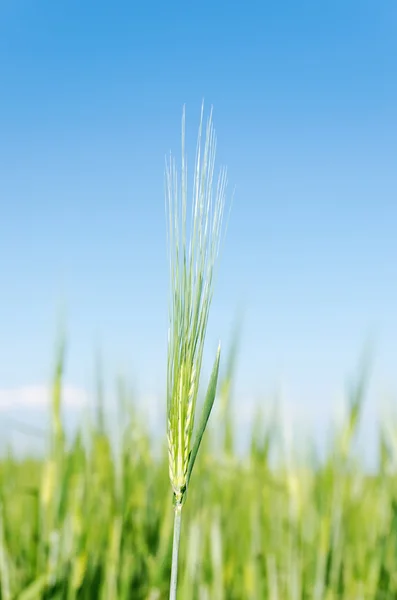 Green spica on field under blue sky — Stock Photo, Image