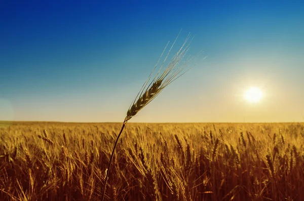 Campo dourado com colheita e pôr do sol — Fotografia de Stock