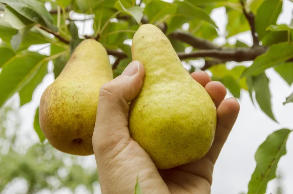 Oogsten peer in de hand — Stockfoto