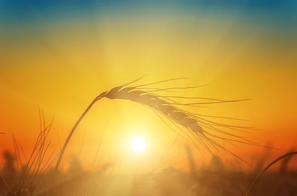 Sunset over field with harvest Royalty Free Stock Images