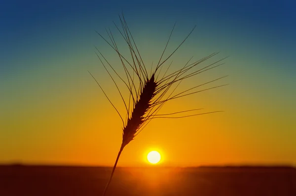 Pomarańczowy zachód słońca i pszenicy ucha na pole — Zdjęcie stockowe