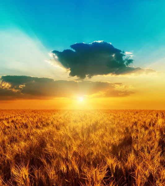 Bom por do sol com céu dramático sobre campo de cor dourada com harve — Fotografia de Stock