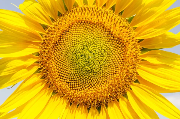 Centrale deel van zonnebloem close-up — Stockfoto