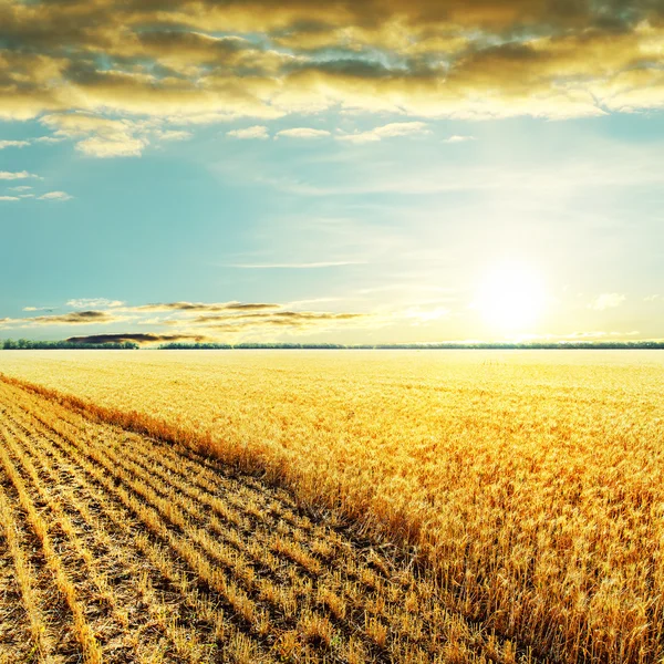 Golden harvesting field and sunset over it — Stock Photo, Image