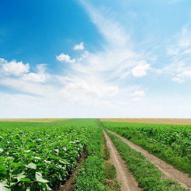 Yeşil alanlar ve mavi gökyüzünde bulutlar kırsal yol