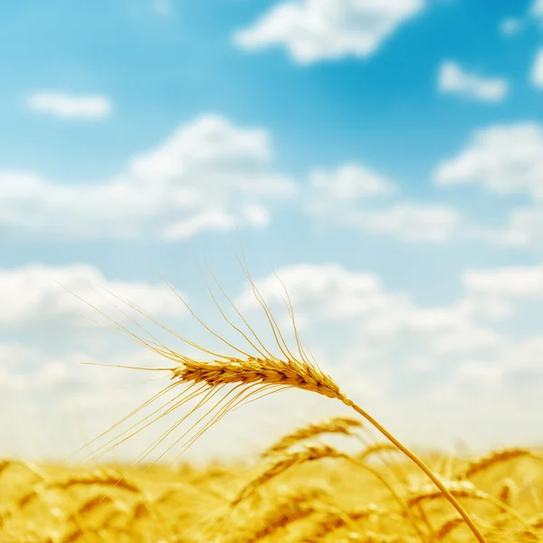 Golden harvest close up on field – stockfoto