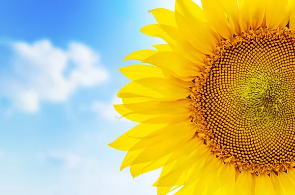 Parte de girasol cerca y azul cielo nublado — Foto de Stock