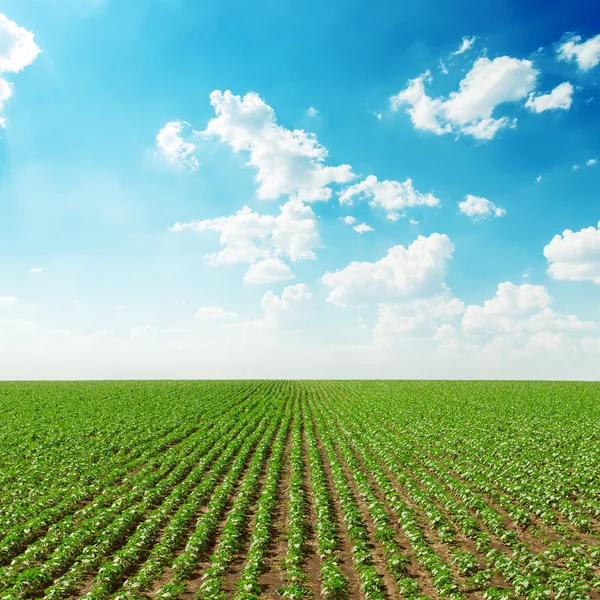 Spring green field and blue sky with white clouds — Stock Photo, Image