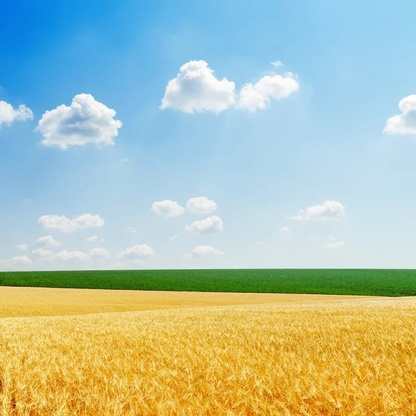 Fält med golden harvest och grönt gräs och blå himmel — Stockfoto