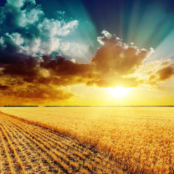 Campo de cosecha de oro y la hermosa puesta de sol sobre él — Foto de Stock