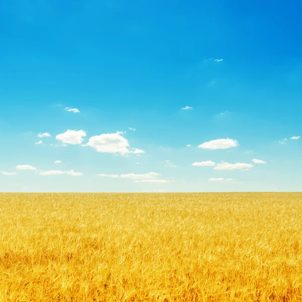 Yellow field with ripe harvest and deep blue sky with clouds ove — Stock Photo, Image