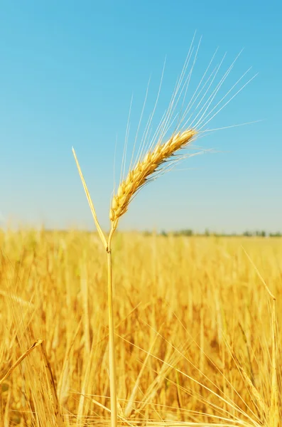 Espigas de trigo dourado em campo e céu azul como fundo — Fotografia de Stock