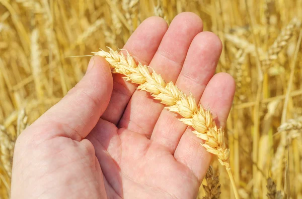Il Golden harvest in mano agli agricoltori sopra il campo — Foto Stock